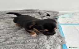 Jack Russell dogs for sale: Merle and black & tan Jack Russell  - Image 10
