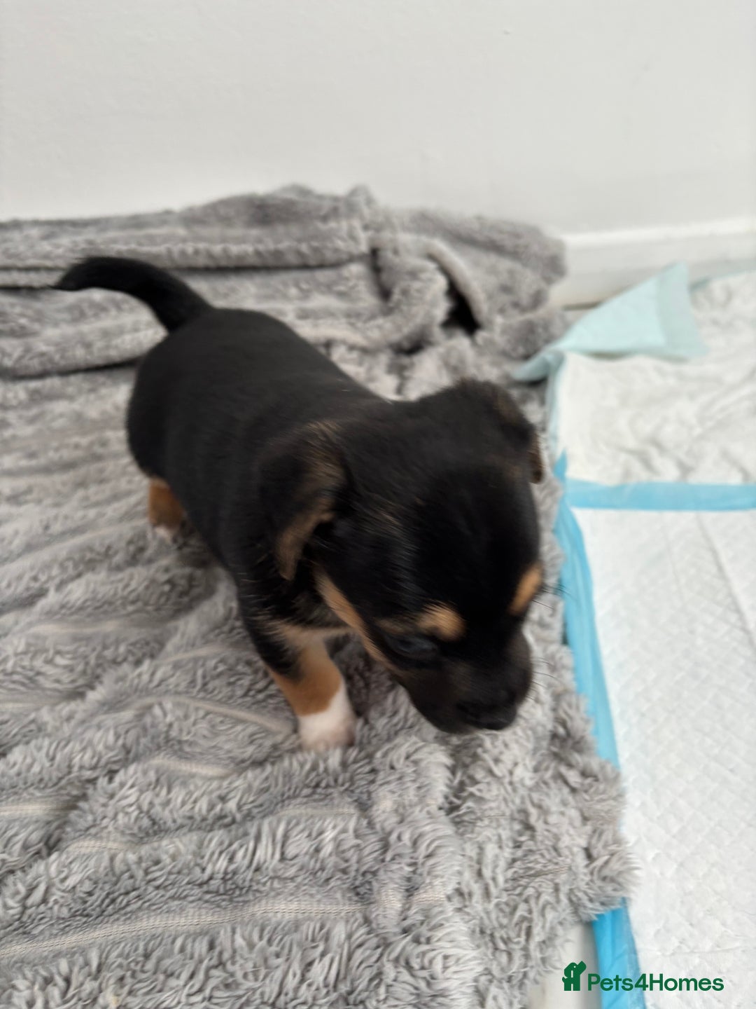 Jack Russell dogs for sale: Merle and black & tan Jack Russell  - Image 10