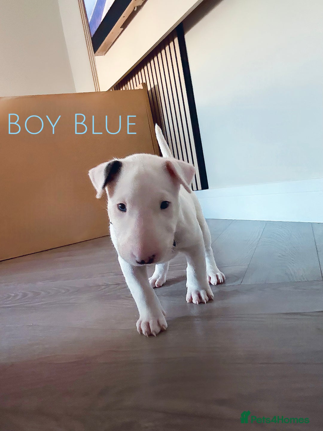 English Bull Terrier dogs for sale: ⭐️Ready Now ⭐️KC Champion EBT Pups ⭐️ - Advert 19