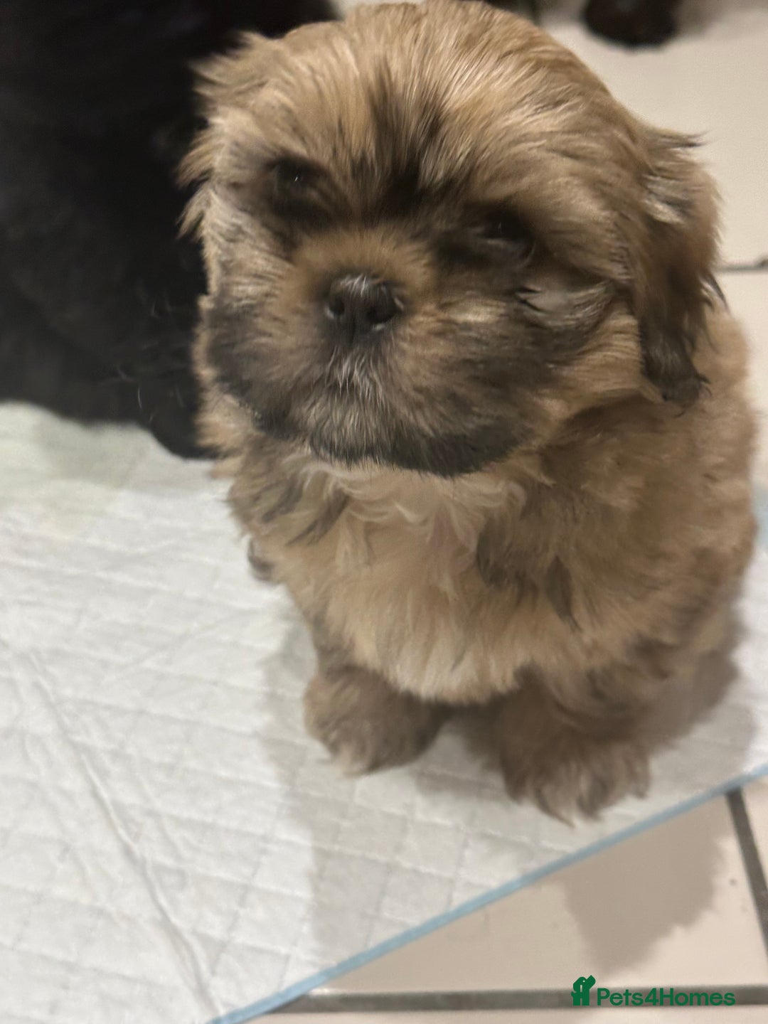 Shih Tzu dogs for sale: Shih Tzu puppies - Advert 4