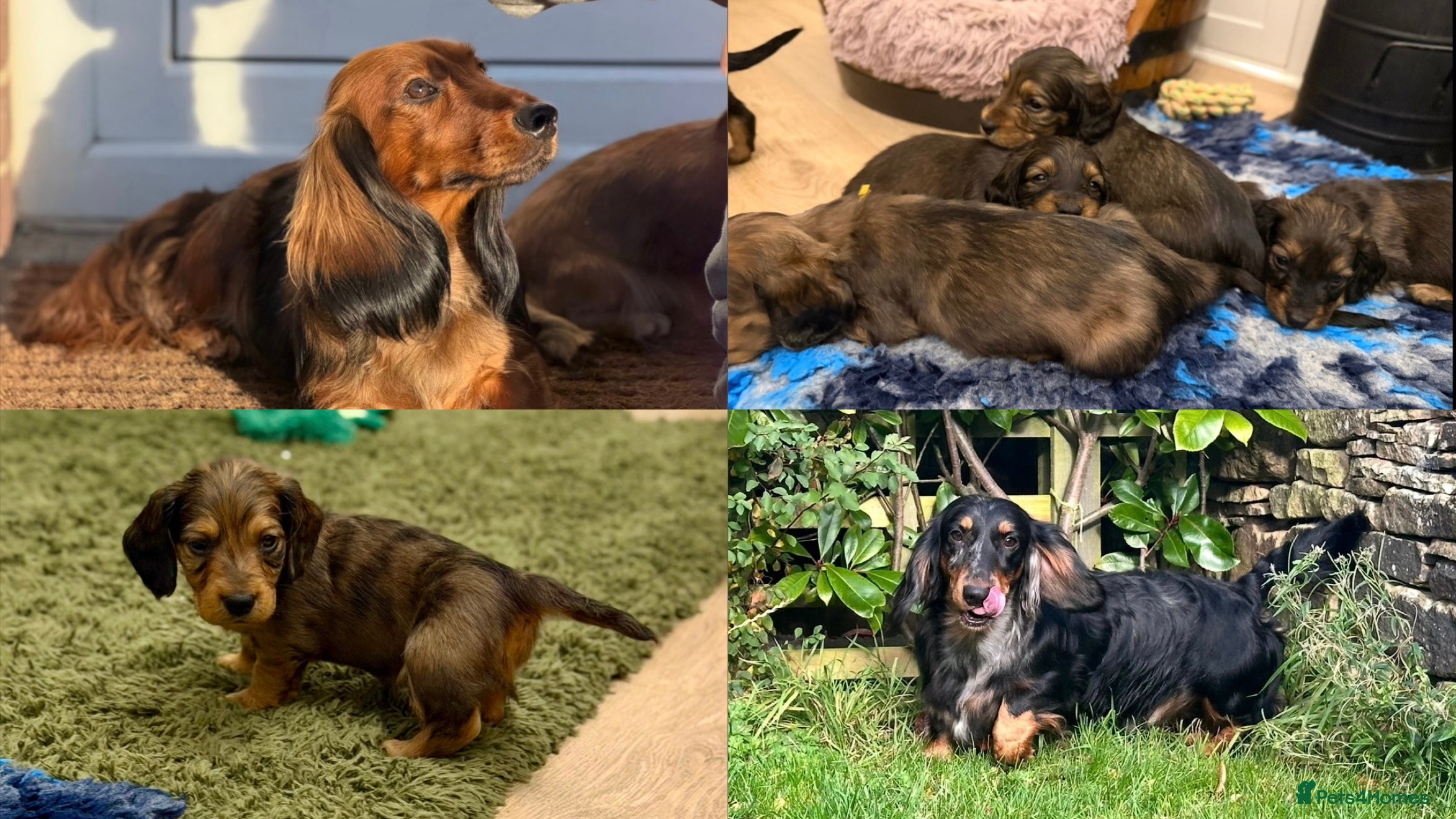 Dachshund dogs KC Standard Long Haired Dachshund Puppies - Advert 15