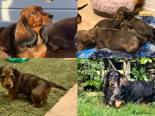 Dachshund dogs KC Standard Long Haired Dachshund Puppies - Advert 15