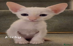 Siamese cats for sale: 8 super soft purebred GCCF reg Siamese - Image 6