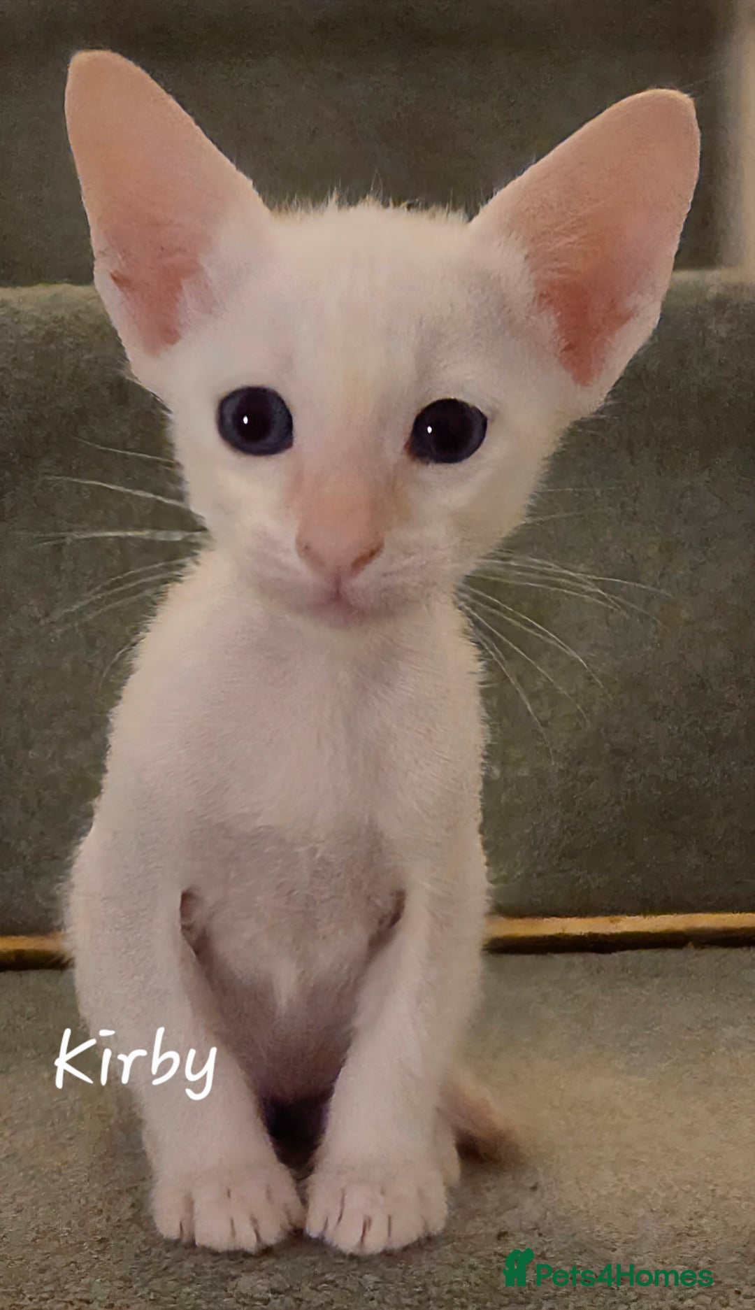 Siamese cats for sale: 8 super soft purebred GCCF reg Siamese - Image 6