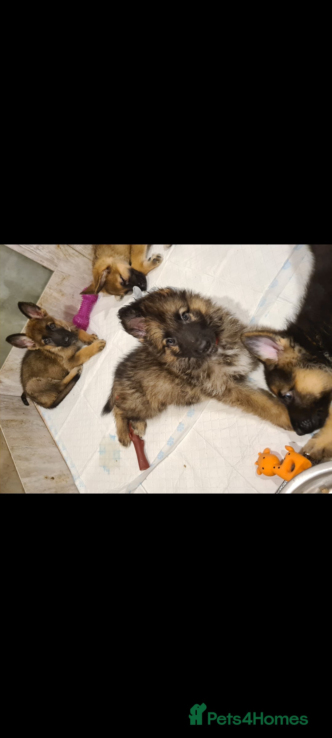 German Shepherd dogs for sale: 🐾Adorable 8-Week-Old German shepherd puppies🐾 - Image 8