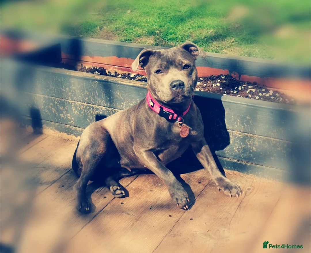 Staffordshire Bull Terrier dogs for sale: **CHAMPION VALGLO BLOODLINE STAFFORD LITTER** - Advert 15