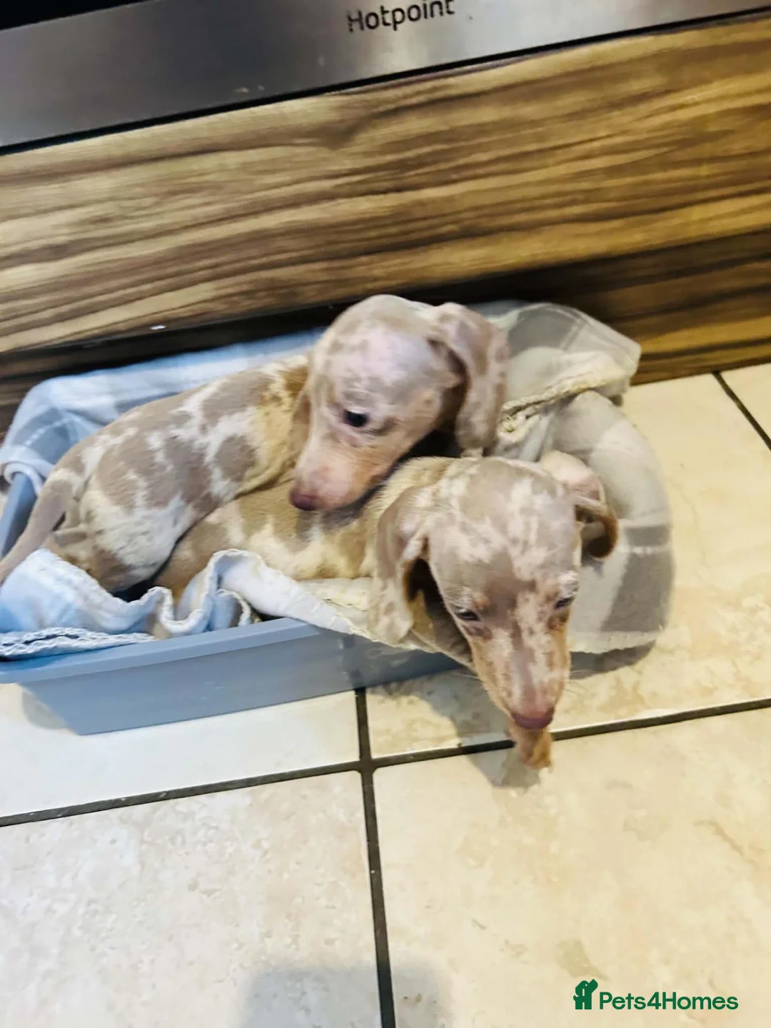 Miniature Dachshund dogs for sale: Miniature dachshund  in Ilford - Advert 2
