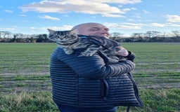Maine Coon cats for sale: Maincoon cross domestic long hair, 11 months old - Image 17