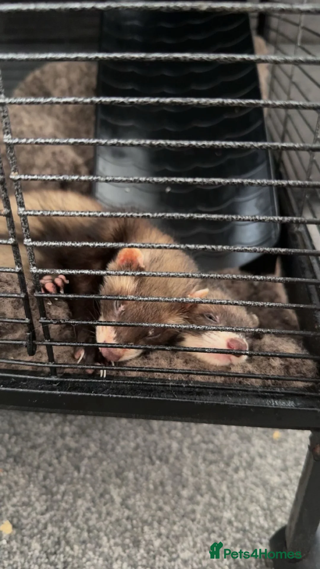 Ferret rodents for sale: Ferret Starter Pack – 2 Ferrets + Full Setup – £70 in Lincoln - Advert 2