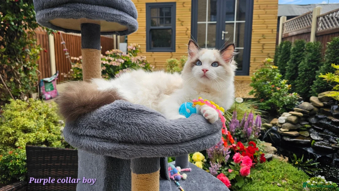 Ragdoll cats for sale: GCCF PEDIGREE CERTIFICATE KITTENS  - Advert 1