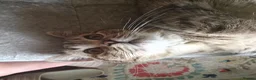 British Shorthair cats for sale: Nora  - Advert 6