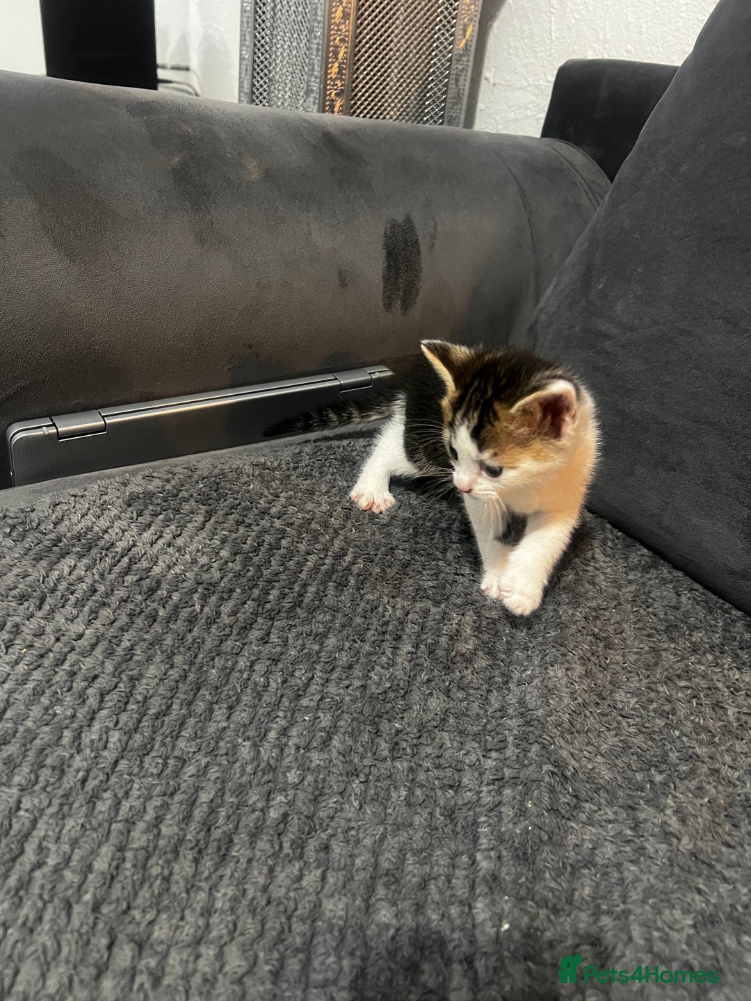 Mixed Breed cats for sale: Beautiful kittens  - Advert 6