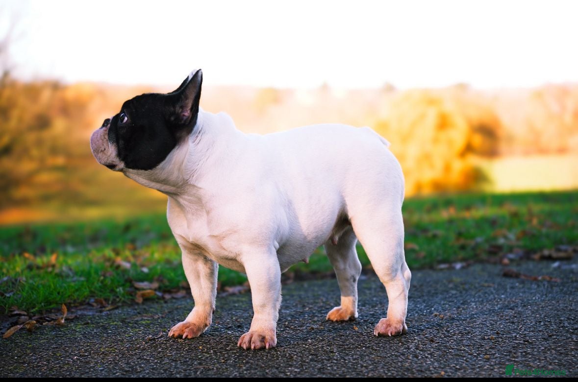 French Bulldog dogs for sale: KC fully health genetic & tested puppies - Advert 2