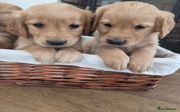 Golden Retriever dogs for sale: 🧡 dark red working Golden Retriever puppies 🧡 - Image 8