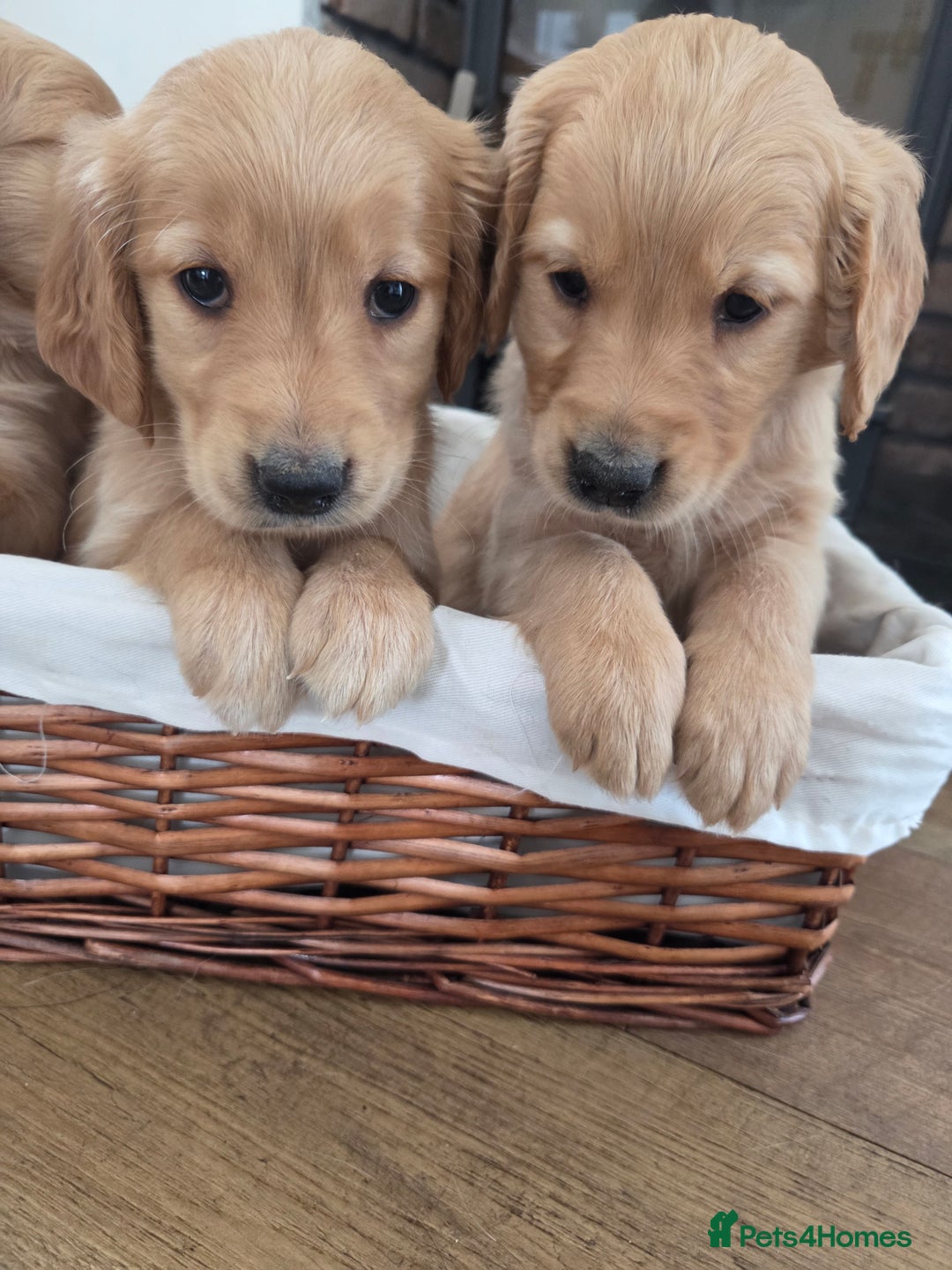 Golden Retriever dogs for sale: 🧡 dark red working Golden Retriever puppies 🧡 - Image 8
