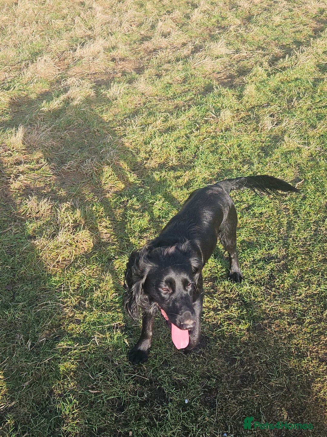 Cocker Spaniel dogs for stud: For stud. - Advert 7