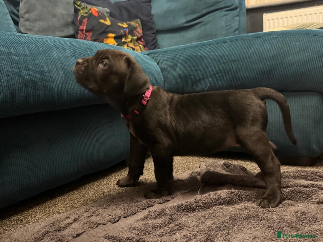 Cane Corso dogs for sale: Exceptional Quality Full Pedigree  - Advert 13