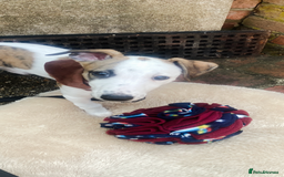 Whippet dogs for sale: K.c2 year old male whippet kennel club registered  - Image 7