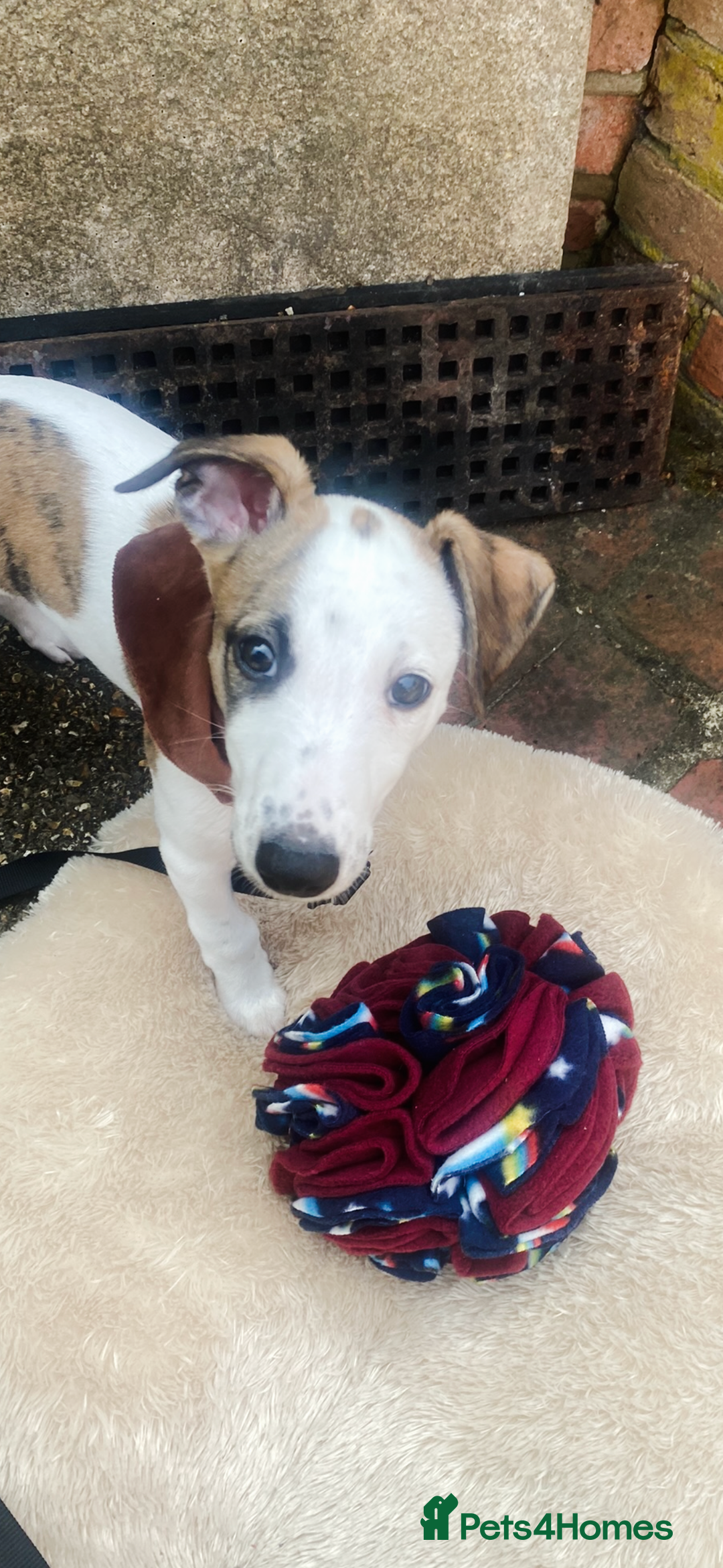 Whippet dogs for sale: K.c2 year old male whippet kennel club registered  - Image 7