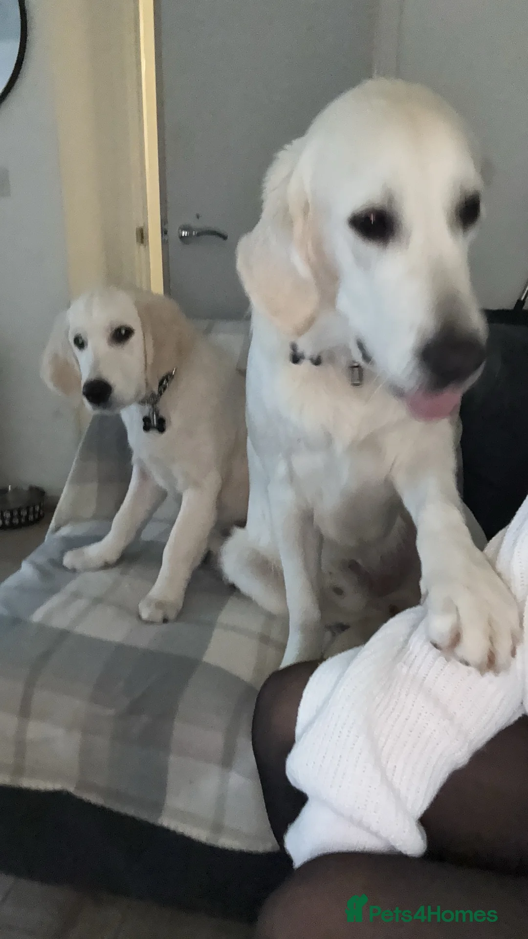 Golden Retriever dogs for sale: 2 Male golden retrievers for rehoming - Advert 13