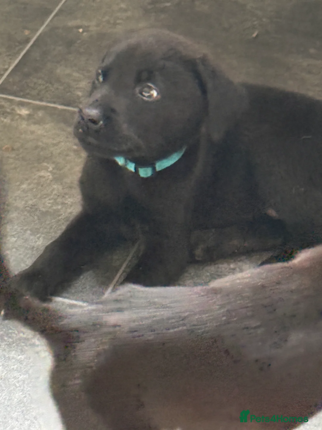 Mixed Breed dogs for sale: Rott x lab puppies 1 girls 3 boys ready to go now - Advert 2