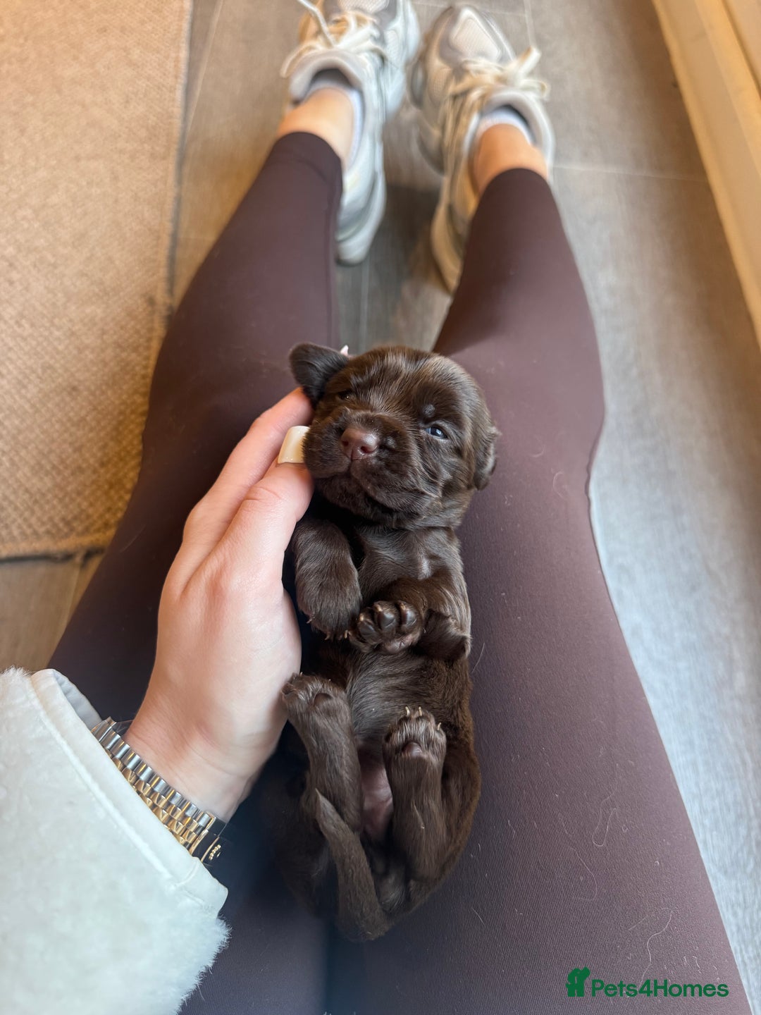 Cockerdor dogs for sale: Cockerdor/ Spanador Puppies. KC registered parents - Advert 13