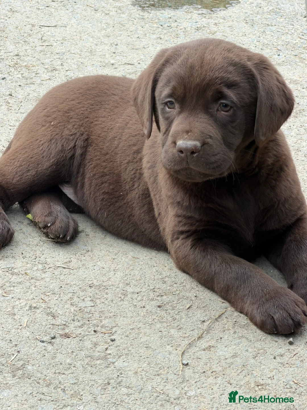 Labrador Retriever dogs for sale: Chocolate Labrador Puppies - Advert 1