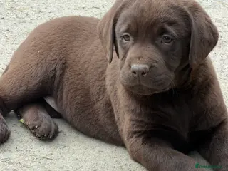 Labrador Retriever dogs Chocolate Labrador Puppies - Advert 17