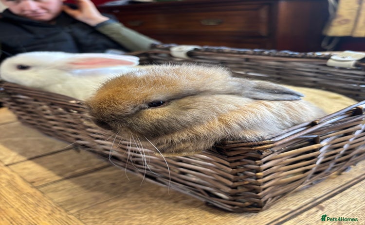 Mixed Breed rabbits - Advert 4