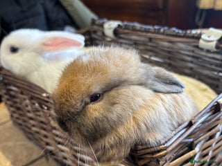 Mixed Breed rabbits - Advert 7