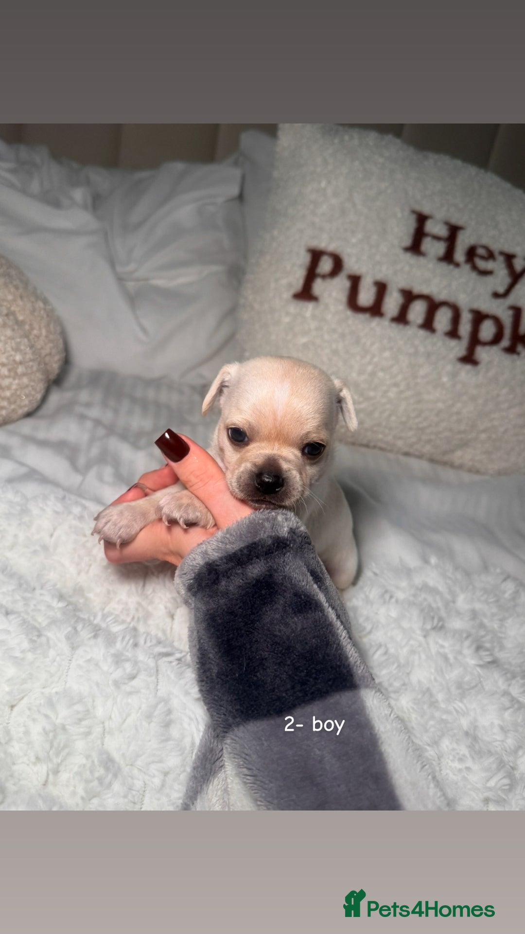 Chiweenie dogs for sale: chiweenie (dachshund x chihuahua) puppies - Image 6