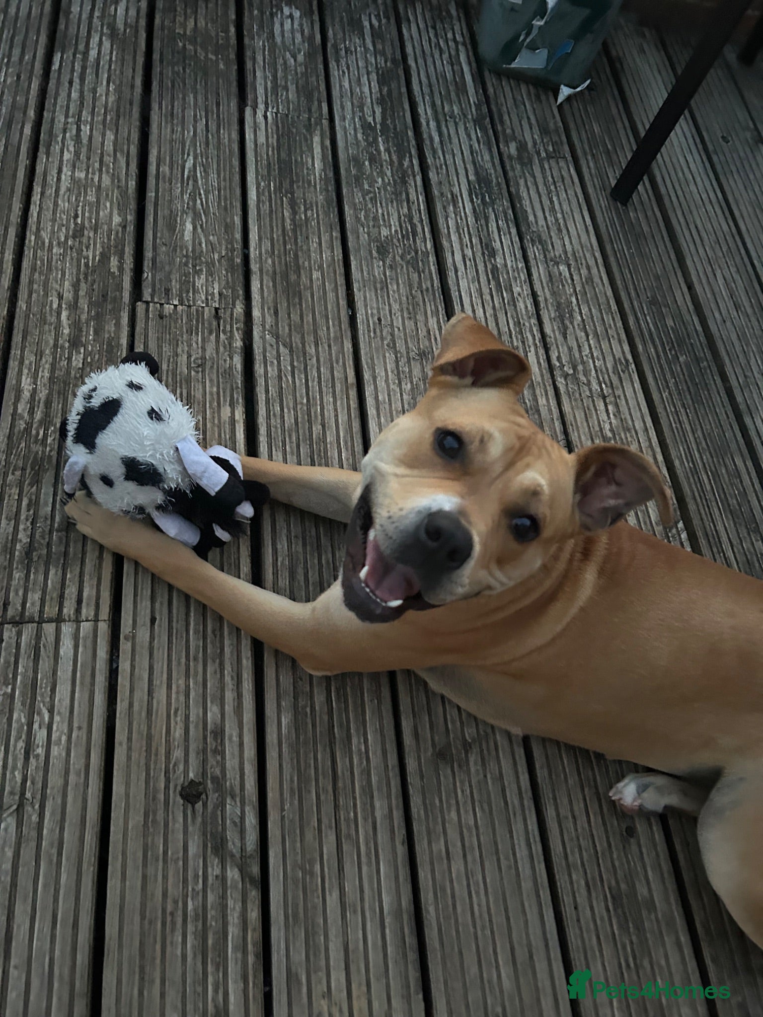 Mixed Breed dogs Bella the Staffy cross - Advert 10