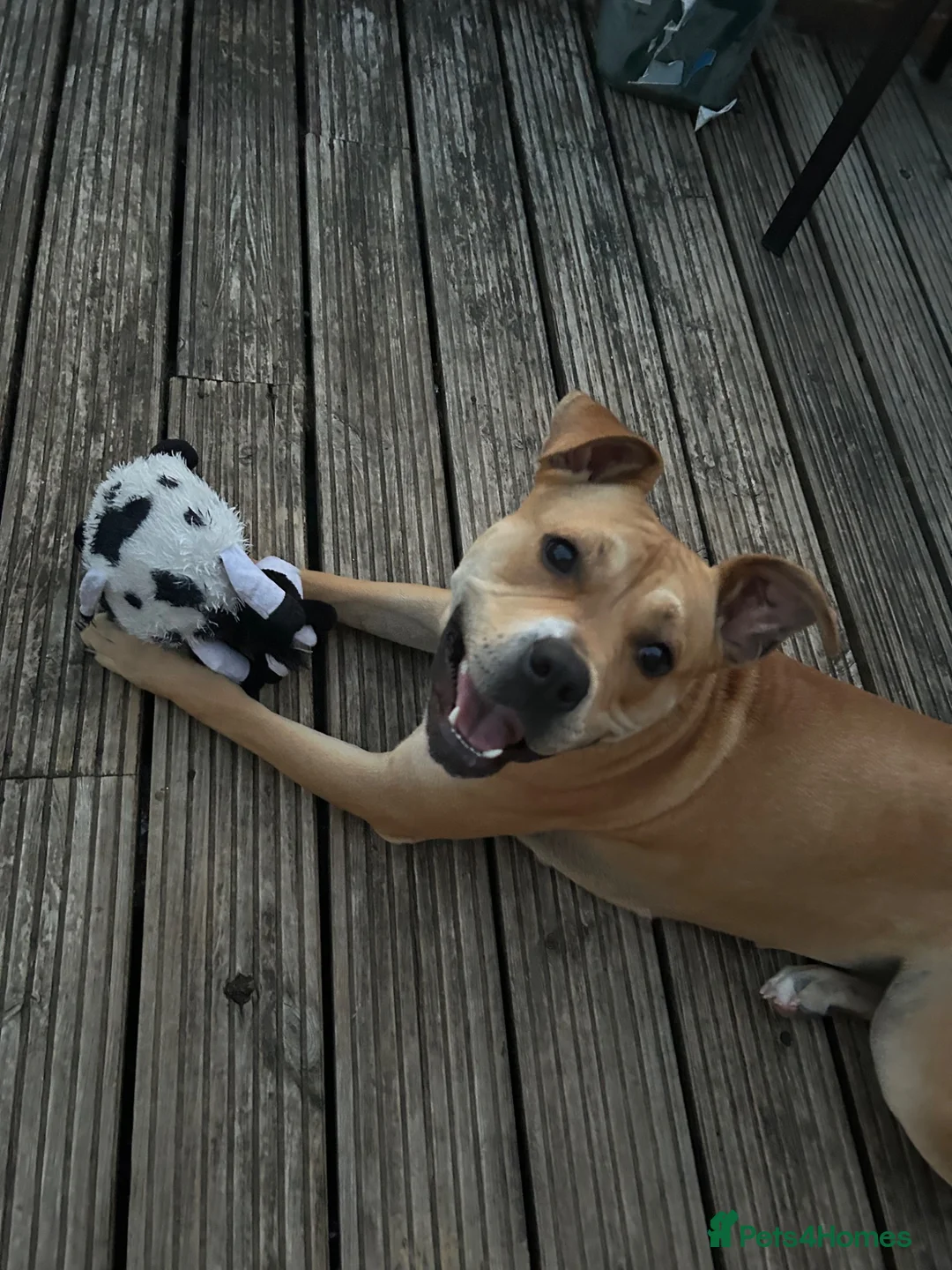 Mixed Breed dogs for sale: Bella the Staffy cross in Wantage - Advert 1