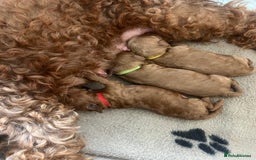 Cockapoo dogs for sale: Beautiful cockerpoo puppies  - Image 10