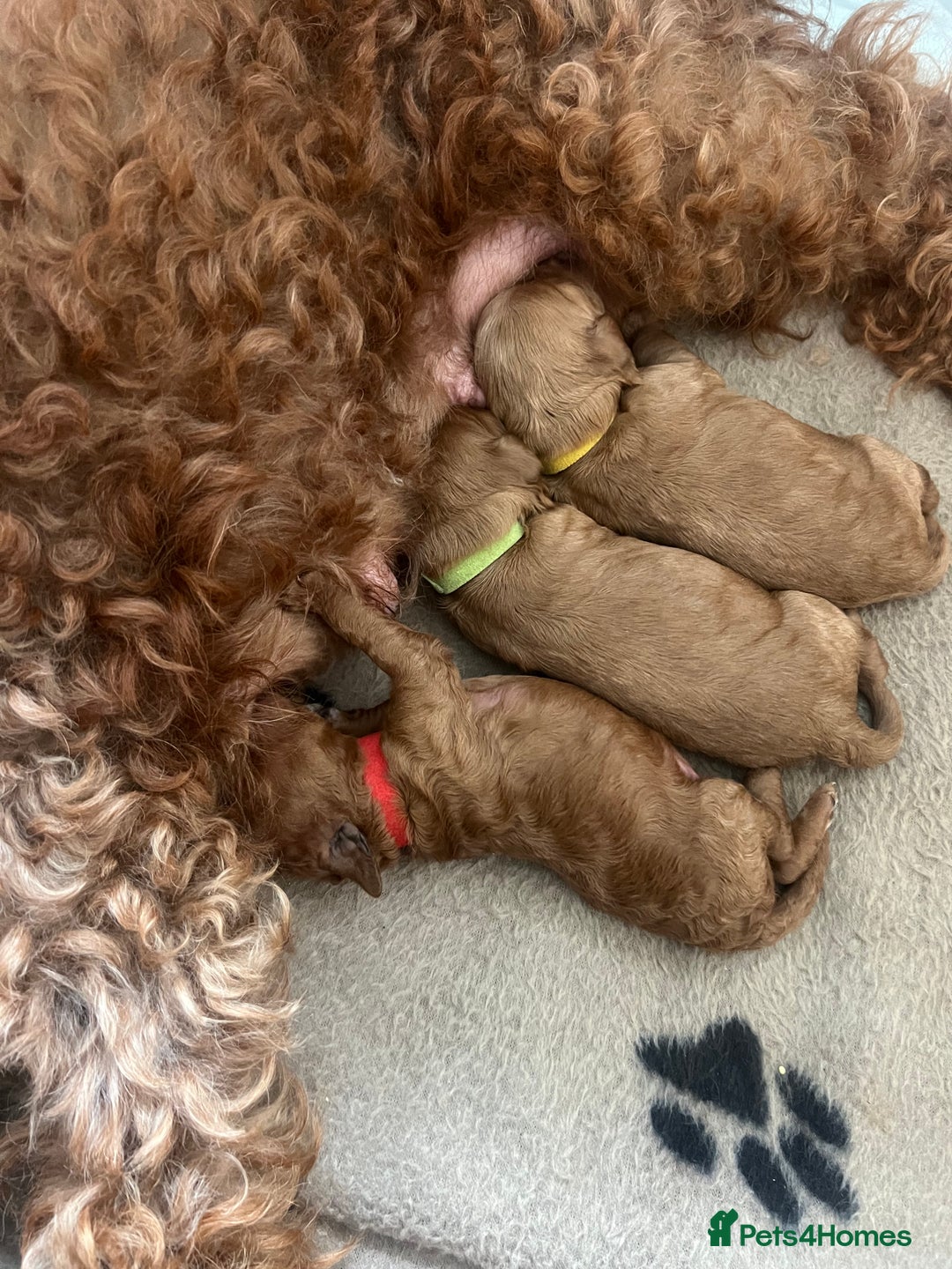 Cockapoo dogs for sale: Beautiful cockerpoo puppies  - Image 10