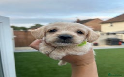 Jackapoo dogs for sale: Jackapoos - Image 6