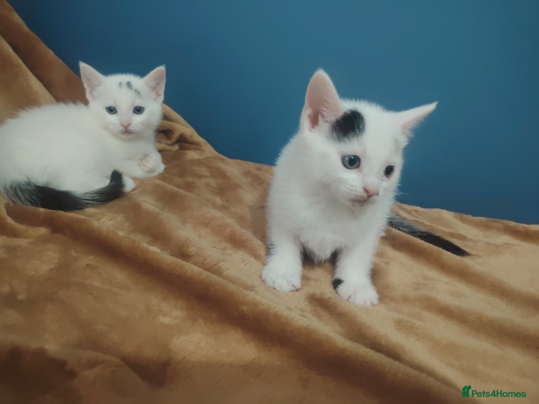 Mixed Breed cats for sale: Kittens  - Image 15