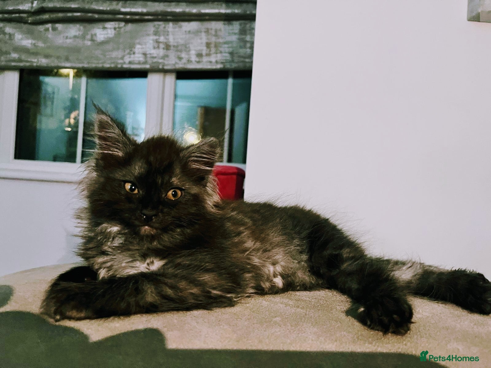 Maine Coon cats Tiny Tigers, Maine Coon Kittens for Sale - Advert 5