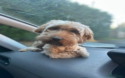 Cockapoo dogs for sale: Cockapoo F1 type Litter Due - Image 3