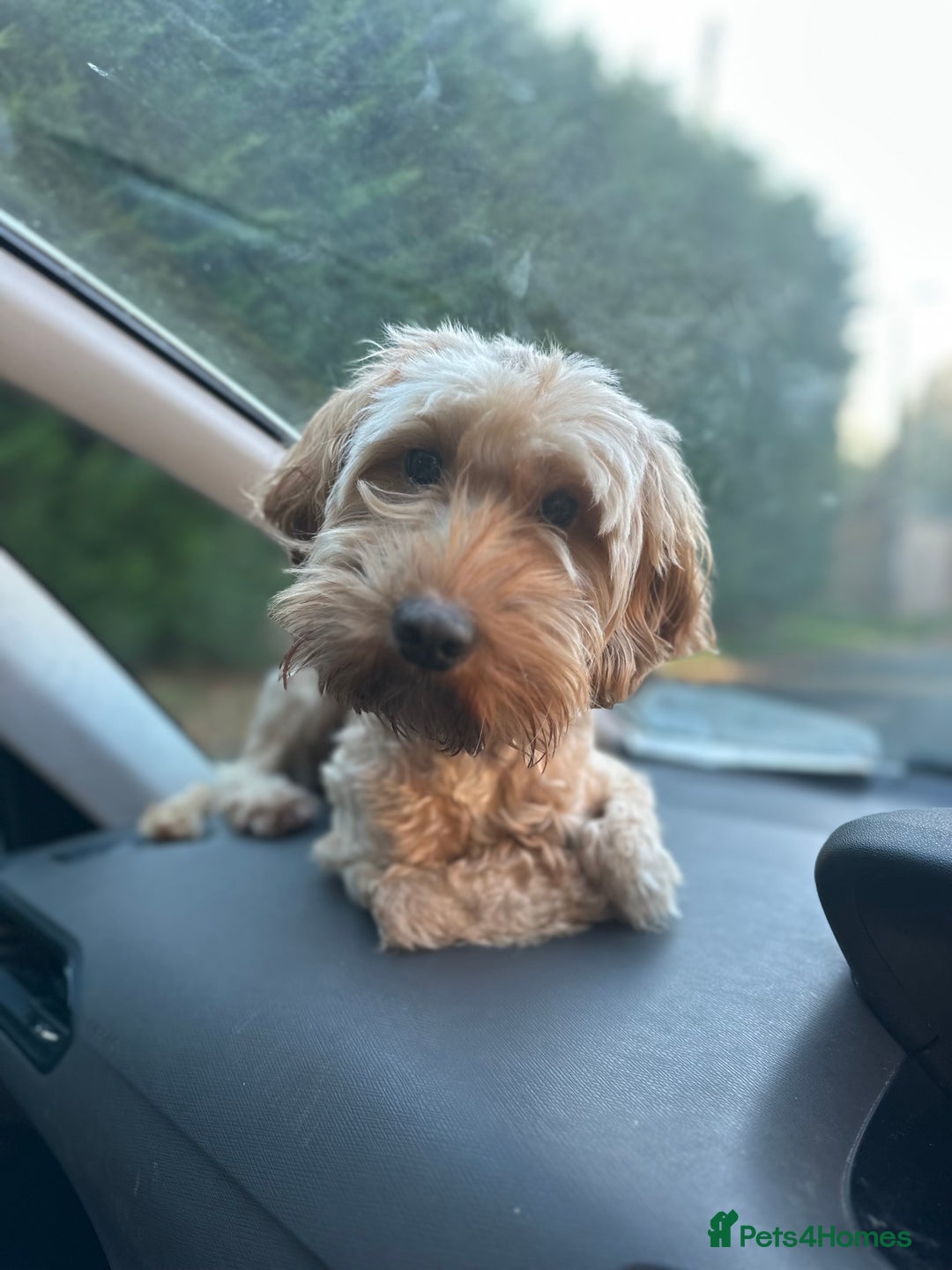 Cockapoo dogs for sale: Cockapoo F1 type Litter Due - Image 3