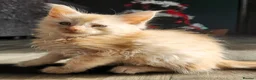 Maine Coon cats for sale: 6 Maine Coon kittens for sale  - Advert 30
