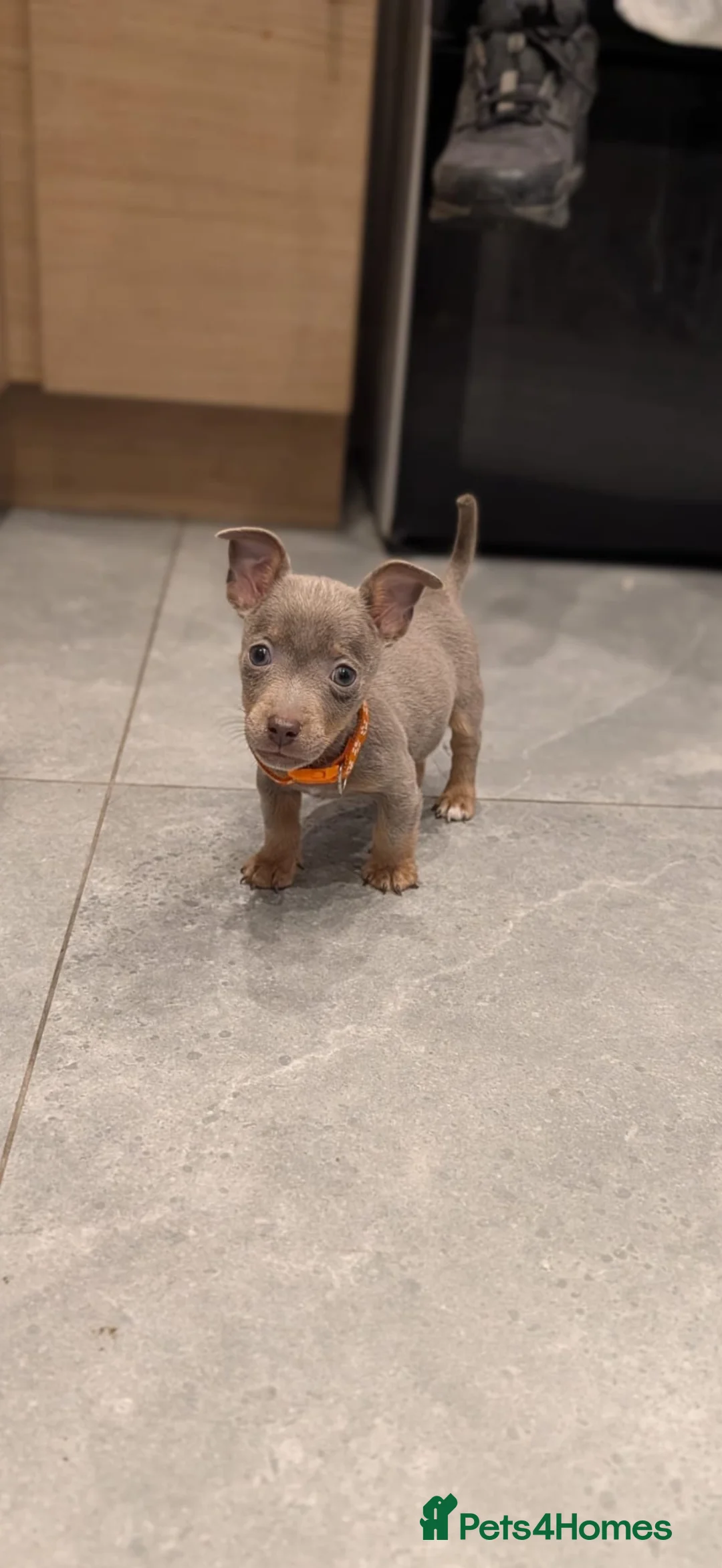 Jack Russell dogs for sale: Miniature Jack Russell  - Advert 1