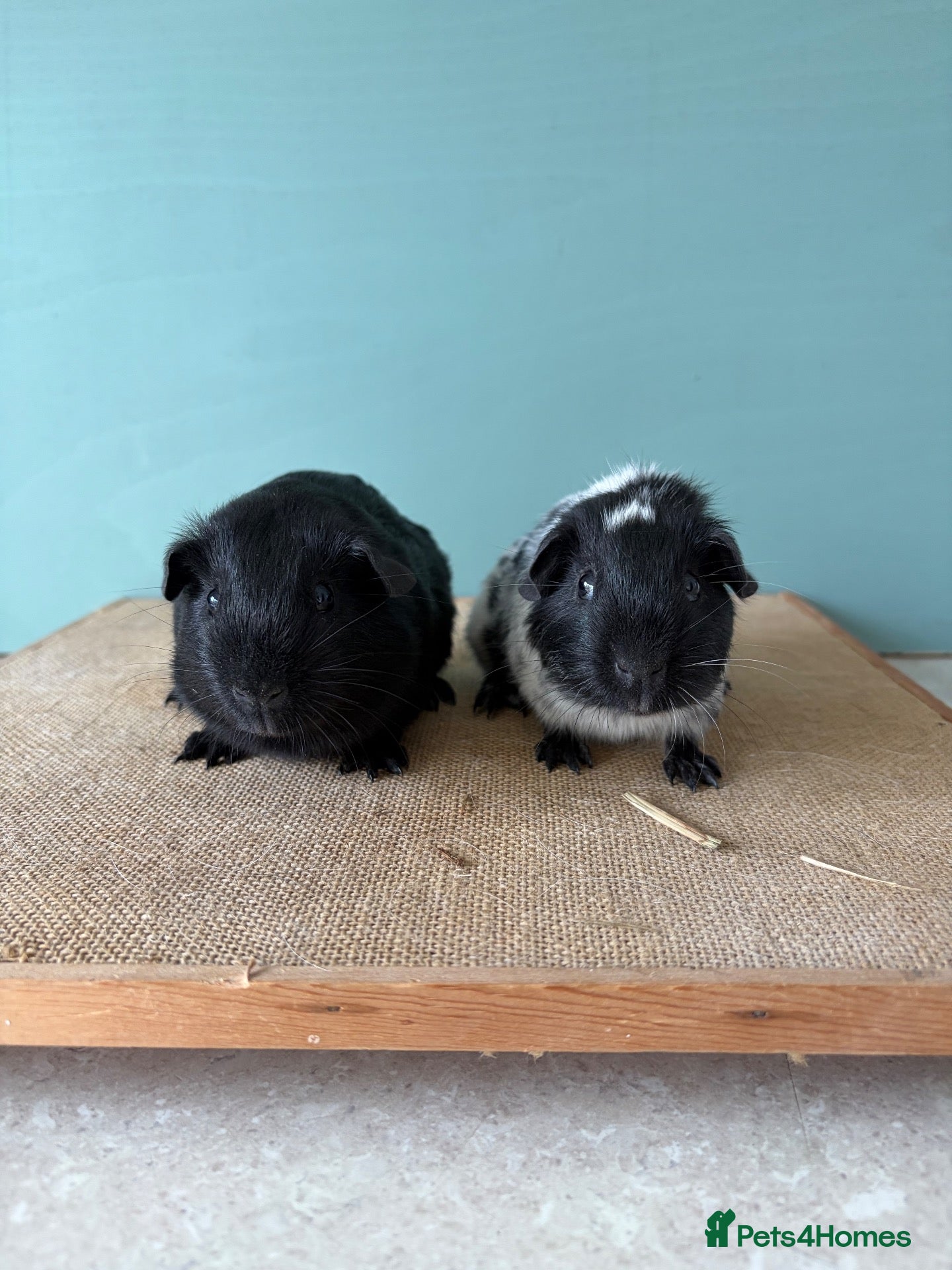 Guinea Pig rodents Black & Dalmatian Brothers - Advert 1