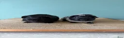 Guinea Pig rodents for sale: Black & Dalmatian Brothers - Advert 1