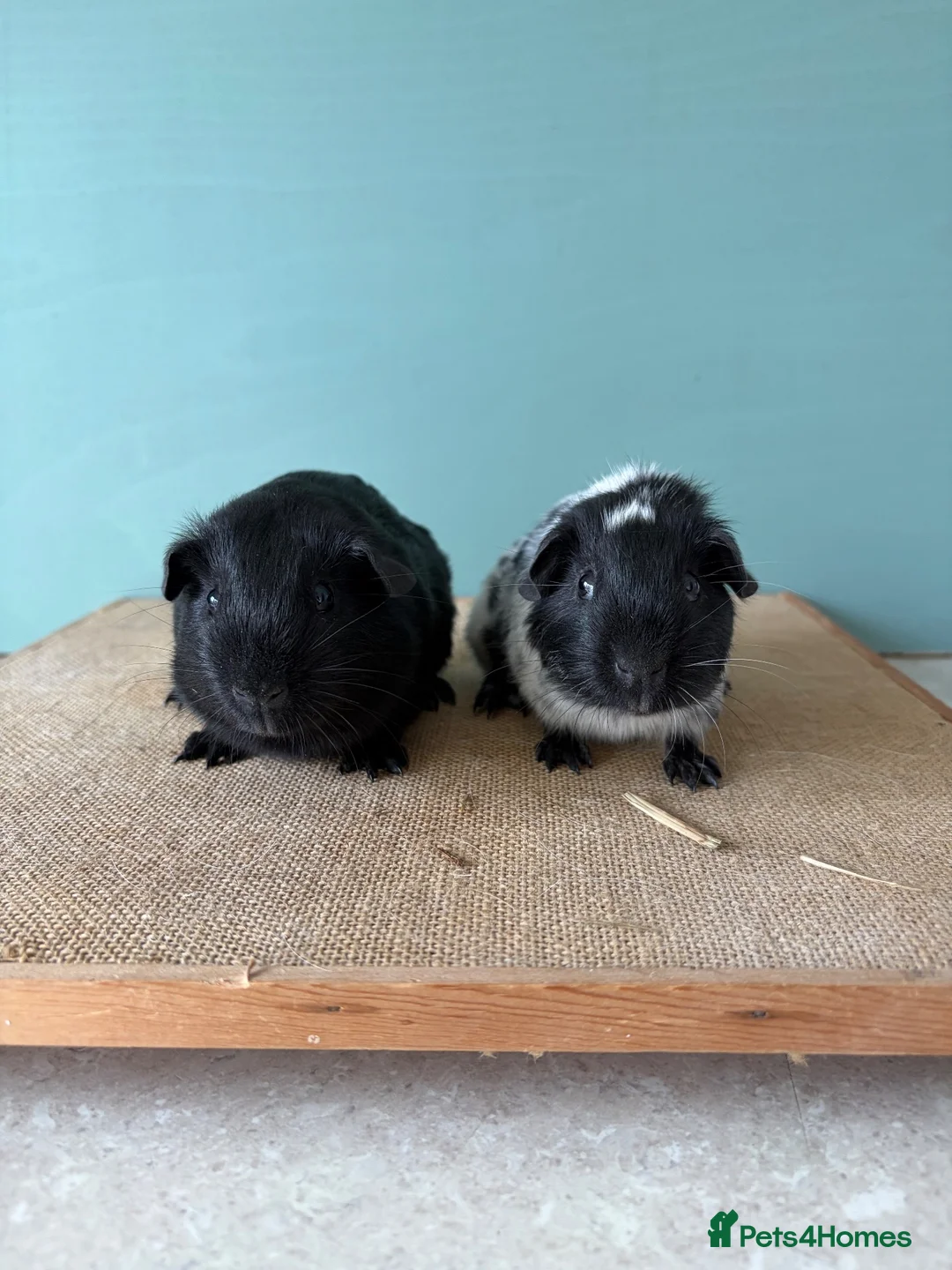 Guinea Pig rodents for sale: Black & Dalmatian Brothers - Advert 1