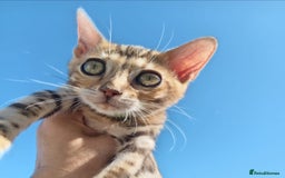 Bengal cats for sale: Bengals high guality kittens ready for new home  - Advert 18