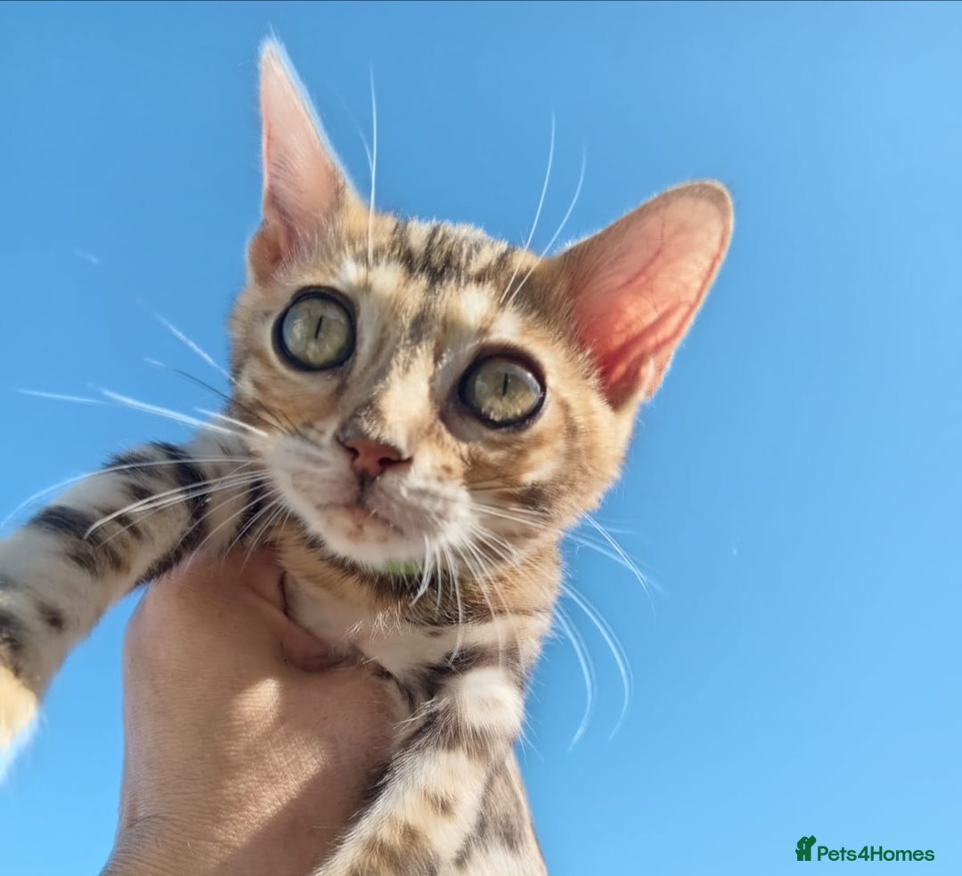 Bengal cats for sale: Bengals high guality kittens ready for new home  - Advert 18