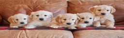 Golden Retriever dogs for sale: Stunning Health Tested Golden Retriever Puppies - Advert 1