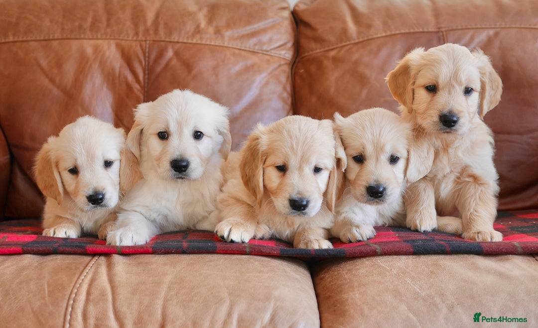 Golden Retriever dogs for sale: Stunning Health Tested Golden Retriever Puppies - Advert 1