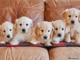 Golden Retriever dogs Stunning Health Tested Golden Retriever Puppies - Advert 1